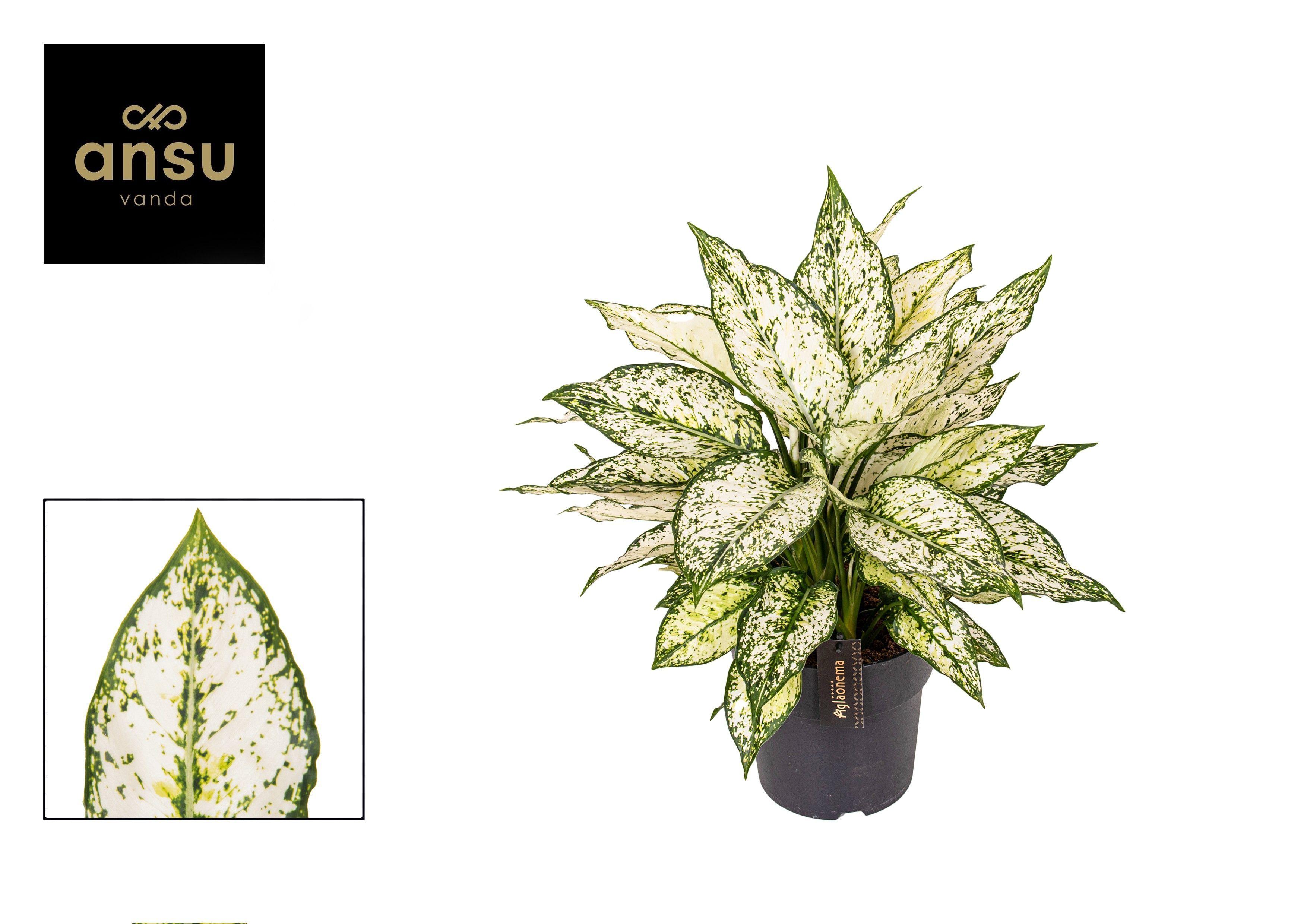 Горшечные цветы и растения оптом Aglaonema White Kiwi от 3шт из Голландии с доставкой по России