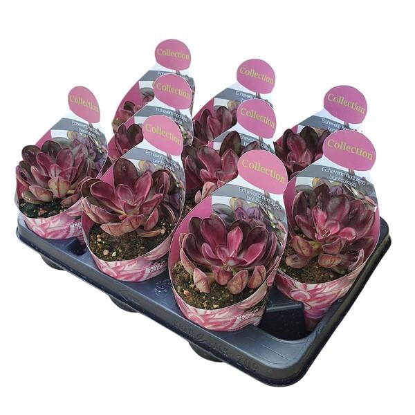 Горшечные цветы и растения оптом Echeveria Nodulosa Maruba Benitsukasa от 9шт из Голландии с доставкой по России