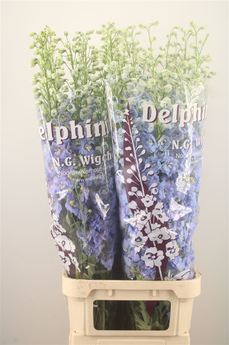 Срезанные цветы оптом Delphinium el du от 30шт из Голландии с доставкой по России