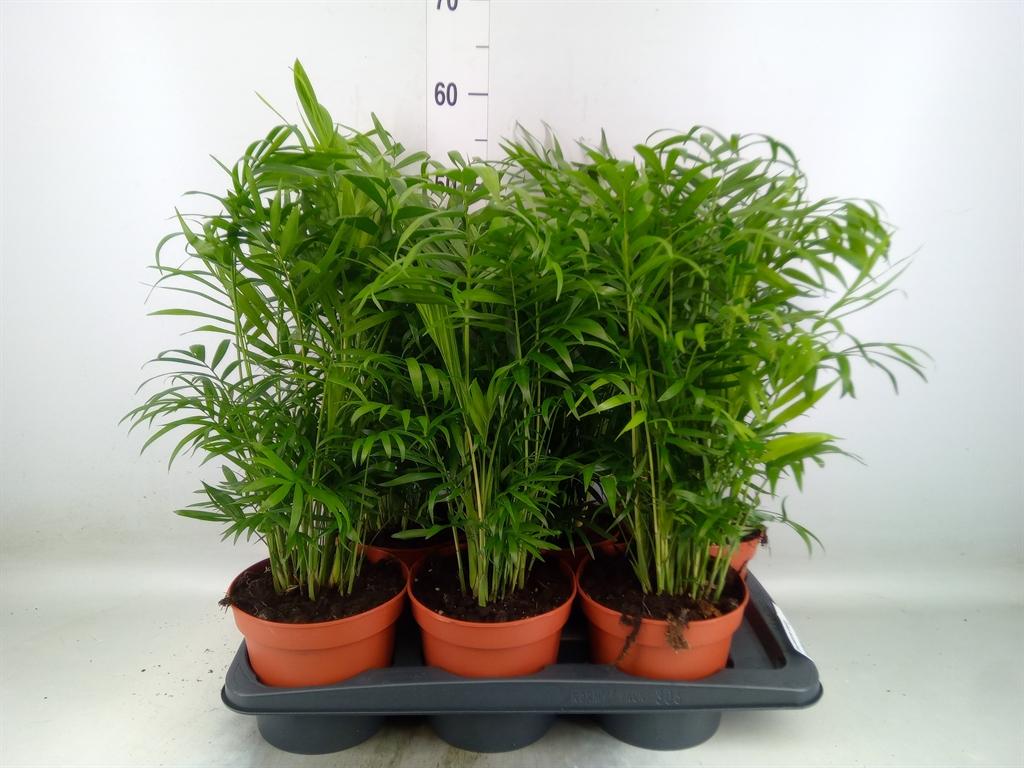 Горшечные цветы и растения оптом Chamaedorea Elegans от 6шт' из Голландии с доставкой по России