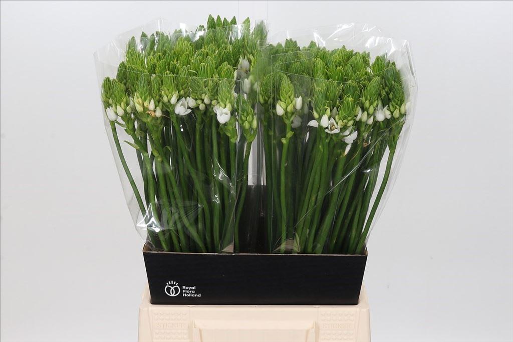 Срезанные цветы оптом Ornithogalum thyr thyrsoides от 200шт из Голландии с доставкой по России