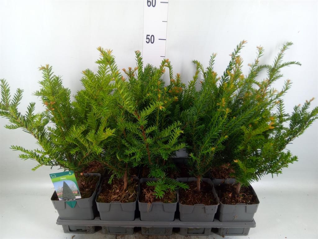 Горшечные цветы и растения оптом Taxus Baccata от 10шт из Голландии с доставкой по России