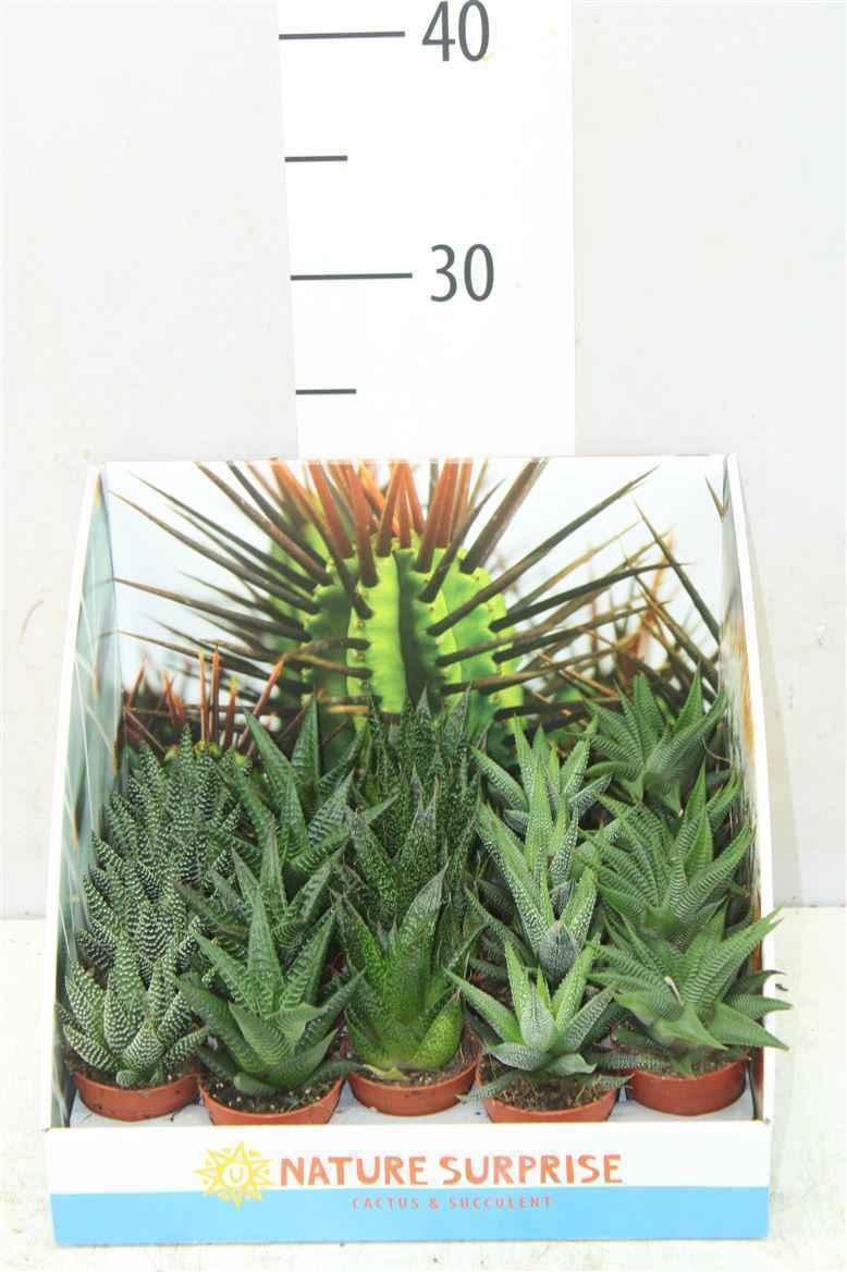 Горшечные цветы и растения оптом Aloe Gemengd Showdoos от 20шт из Голландии с доставкой по России