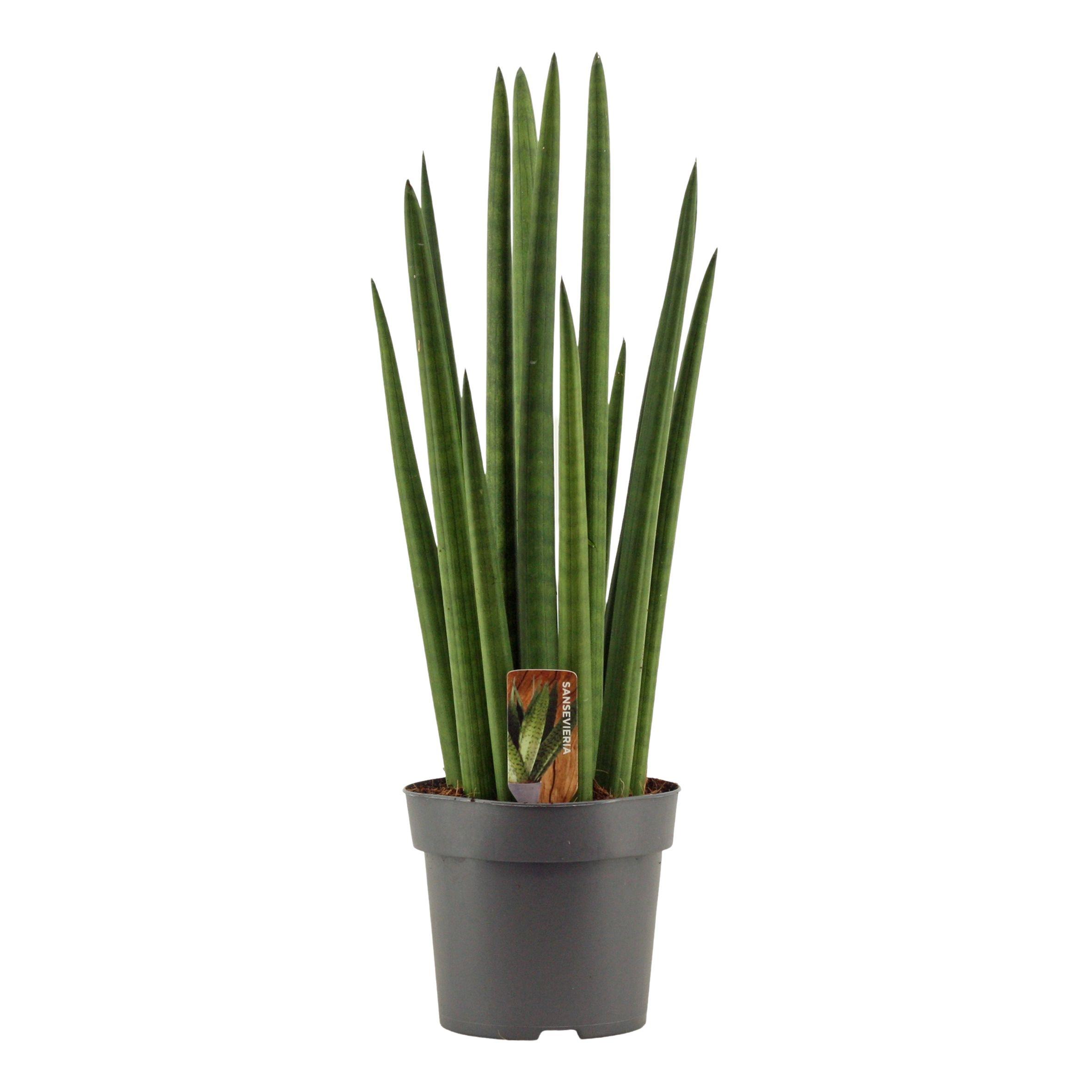 Горшечные цветы и растения оптом Sansevieria Cylindrica Rocket от 7шт из Голландии с доставкой по России