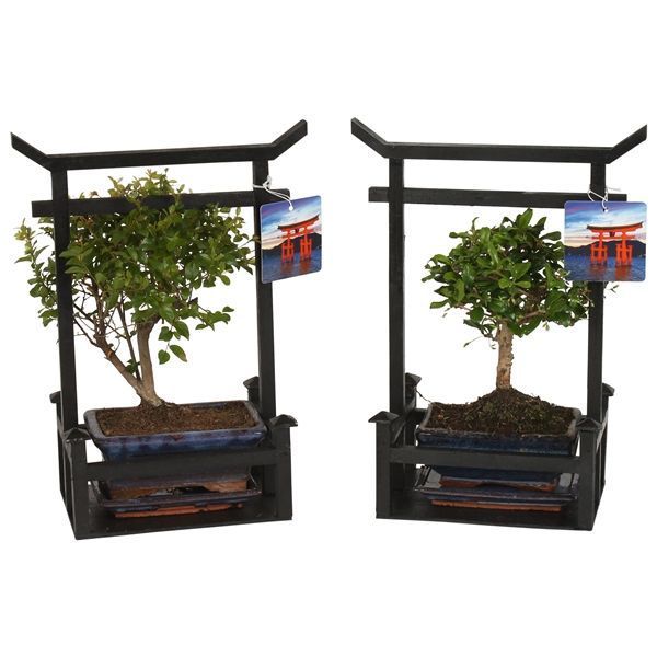 Горшечные цветы и растения оптом Bonsai Mix Pot Ceramic In Black Torii With S от 2шт из Голландии с доставкой по России