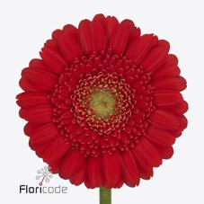 Срезанные цветы оптом Germini diamond ketchup от 20шт из Голландии с доставкой по России