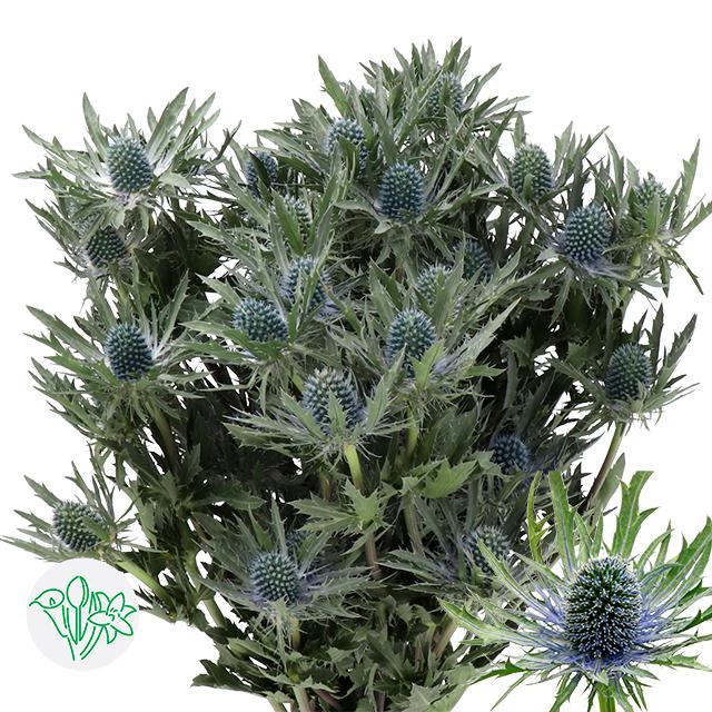 Срезанные цветы оптом Eryngium orion от 60шт. из Голландии с доставкой по России