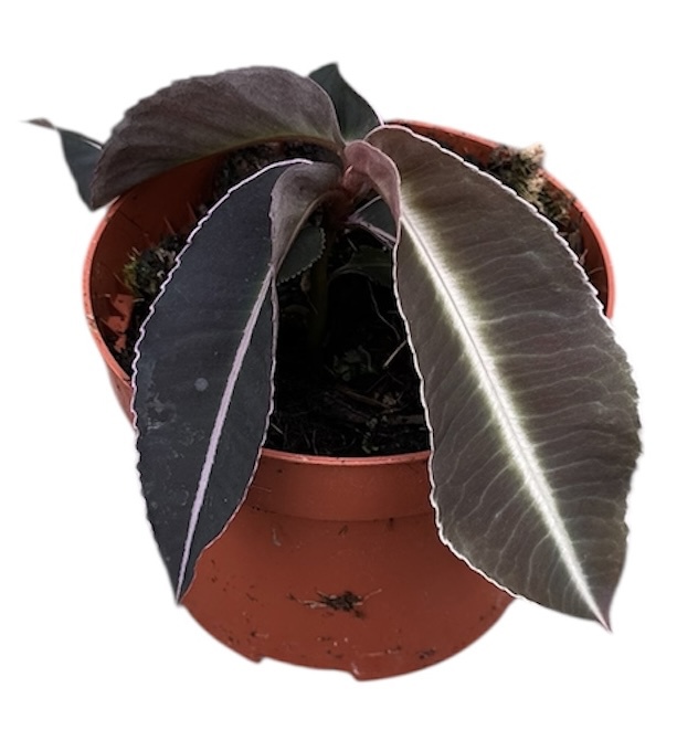 Горшечные цветы и растения оптом Labisia Pumila от 1шт из Голландии с доставкой по России