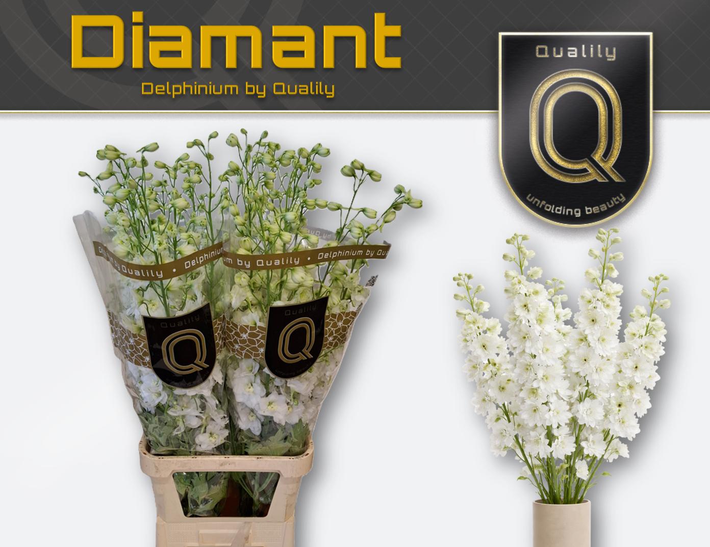 Срезанные цветы оптом Delphinium el du delphis diamant от 30шт из Голландии с доставкой по России