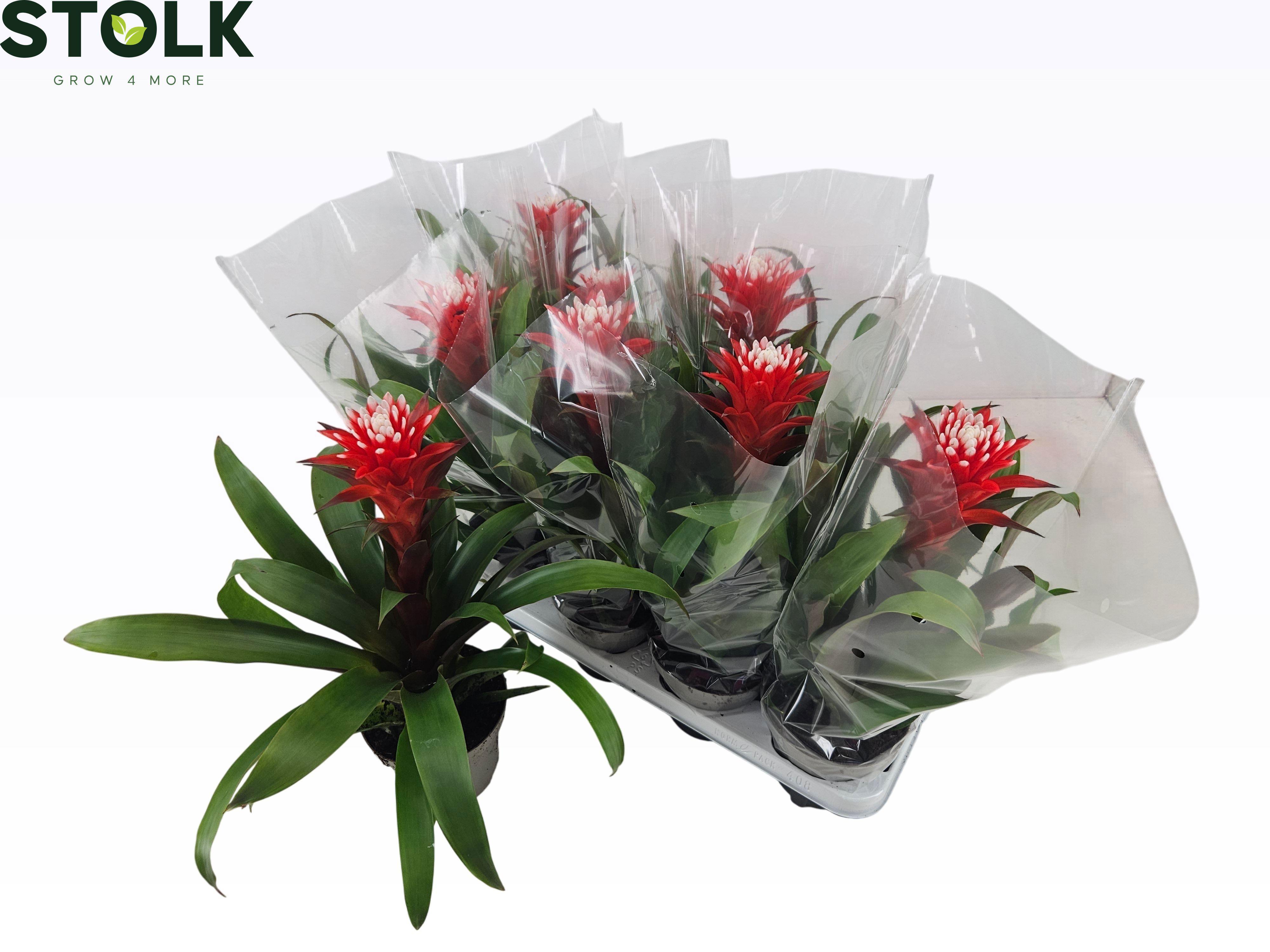 Горшечные цветы и растения оптом Guzm Hope от 8шт из Голландии с доставкой по России