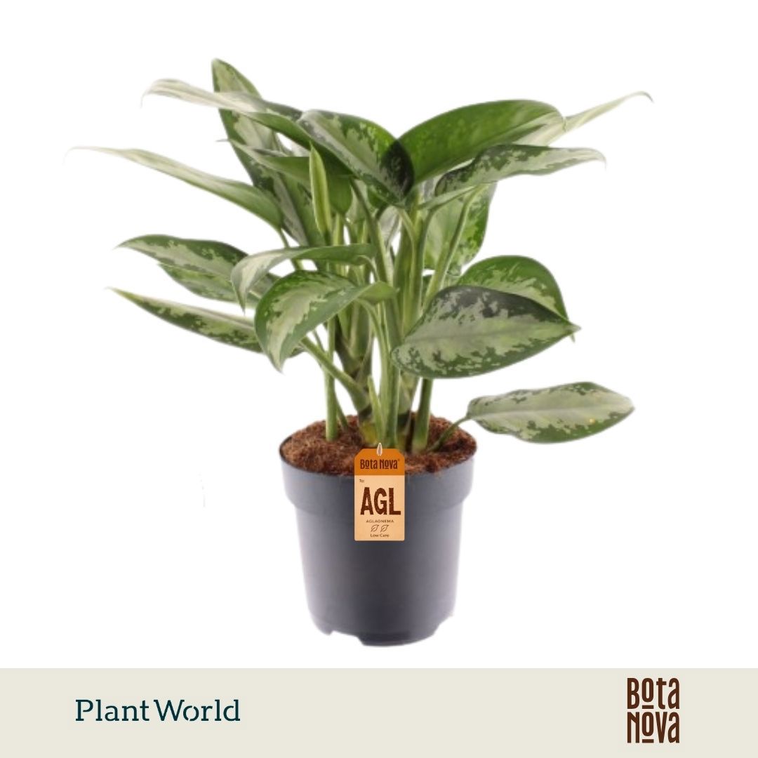 Горшечные цветы и растения оптом Aglaonema Jubilee Petite от 6шт из Голландии с доставкой по России
