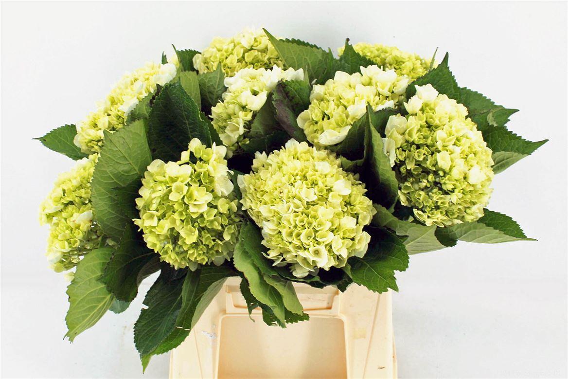 Срезанные цветы оптом Hydrangea lima от 10шт из Голландии с доставкой по России
