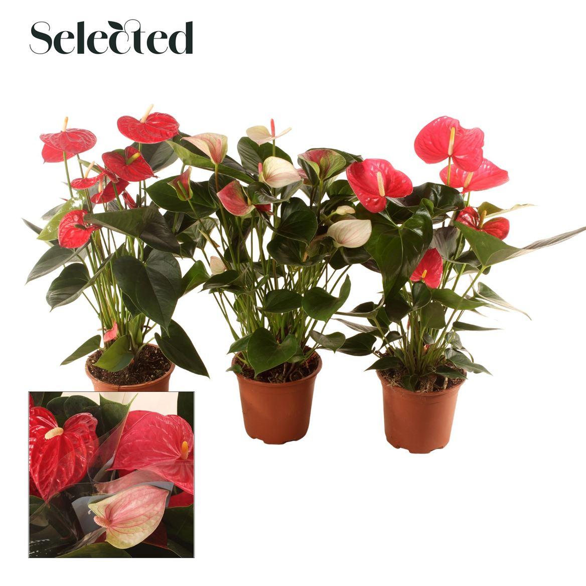 Горшечные цветы и растения оптом Anth An Mix 5+ Selected от 6шт из Голландии с доставкой по России