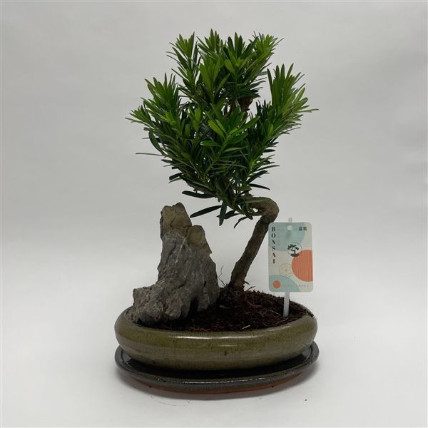 Горшечные цветы и растения оптом Bonsai Podocarpus от 2шт из Голландии с доставкой по России