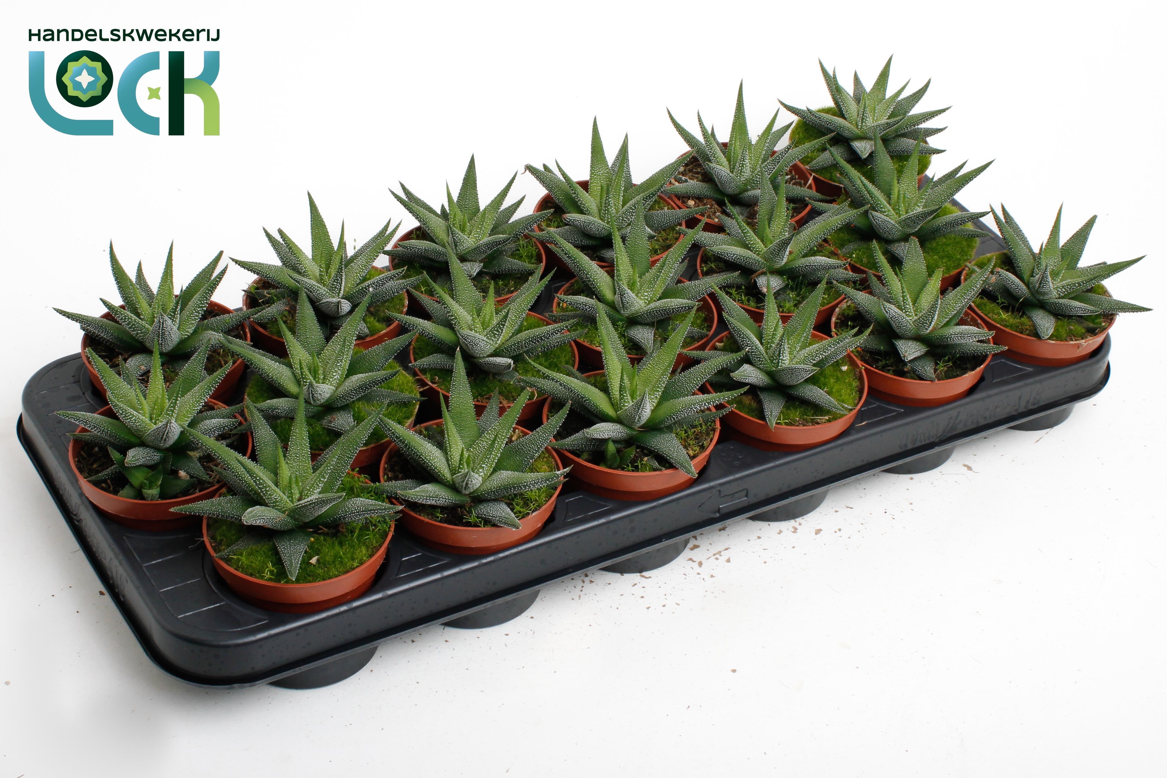 Горшечные цветы и растения оптом Haworthia Concolor от 12шт (для телеги) из Голландии с доставкой по России