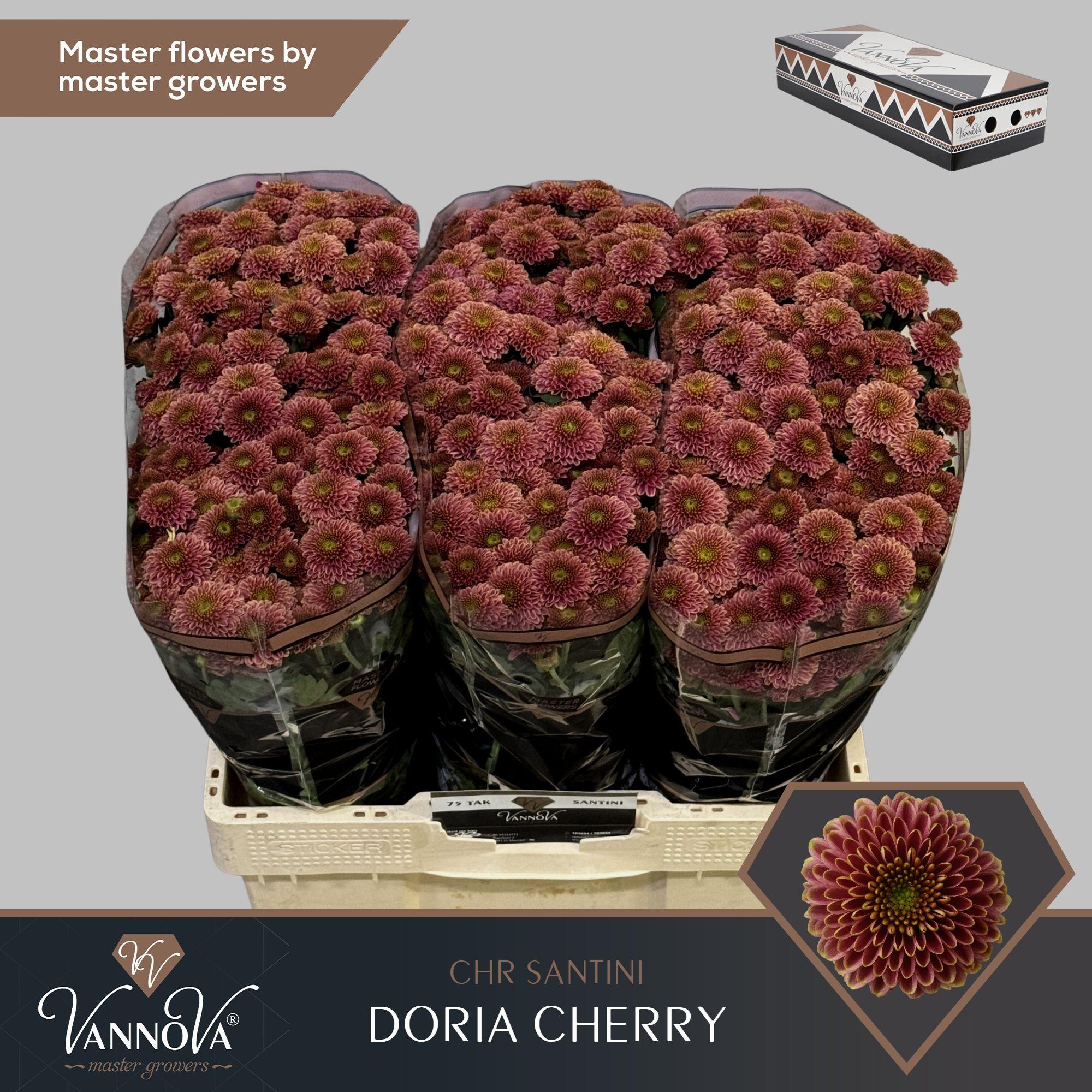 Срезанные цветы оптом Chrys sa doria cherry от 150шт из Голландии с доставкой по России