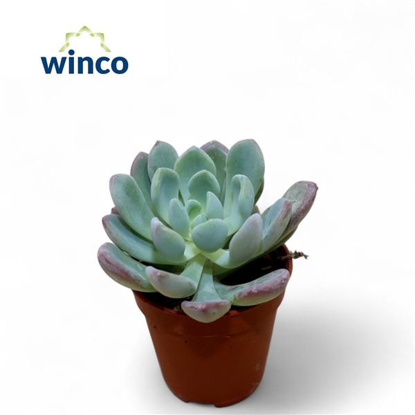 Горшечные цветы и растения оптом Echeveria Elegance от 20шт (для телеги) из Голландии с доставкой по России