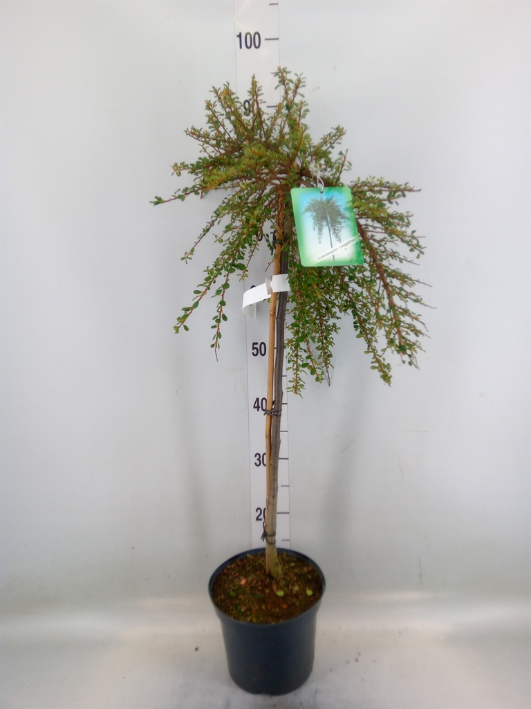 Горшечные цветы и растения оптом Cotoneaster Congestus от 1шт из Голландии с доставкой по России