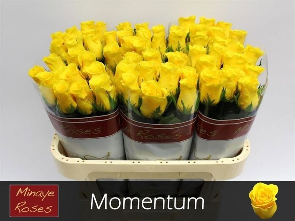 Срезанные цветы оптом Rosa large momentum+ от 60шт. из Голландии с доставкой по России