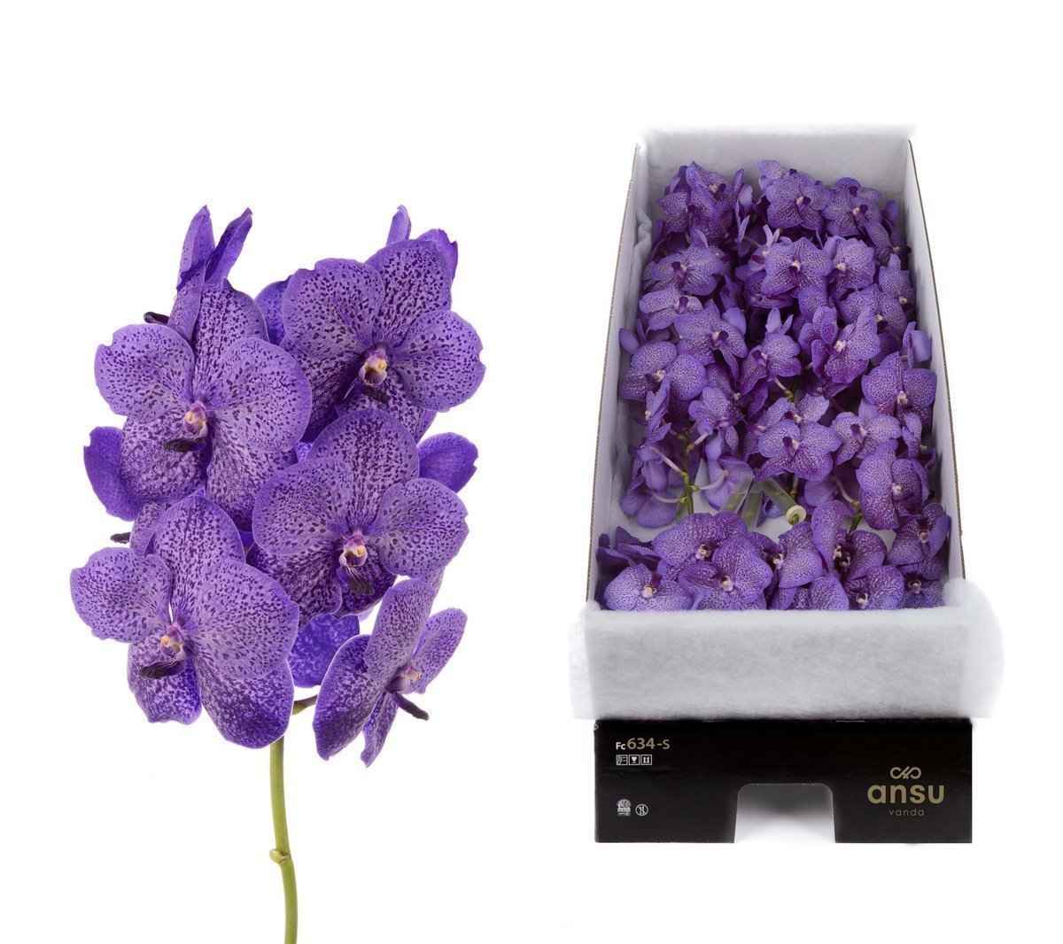 Срезанные цветы оптом Vanda sunanda lavender sprinkles per stem от 4шт.. из Голландии с доставкой по России
