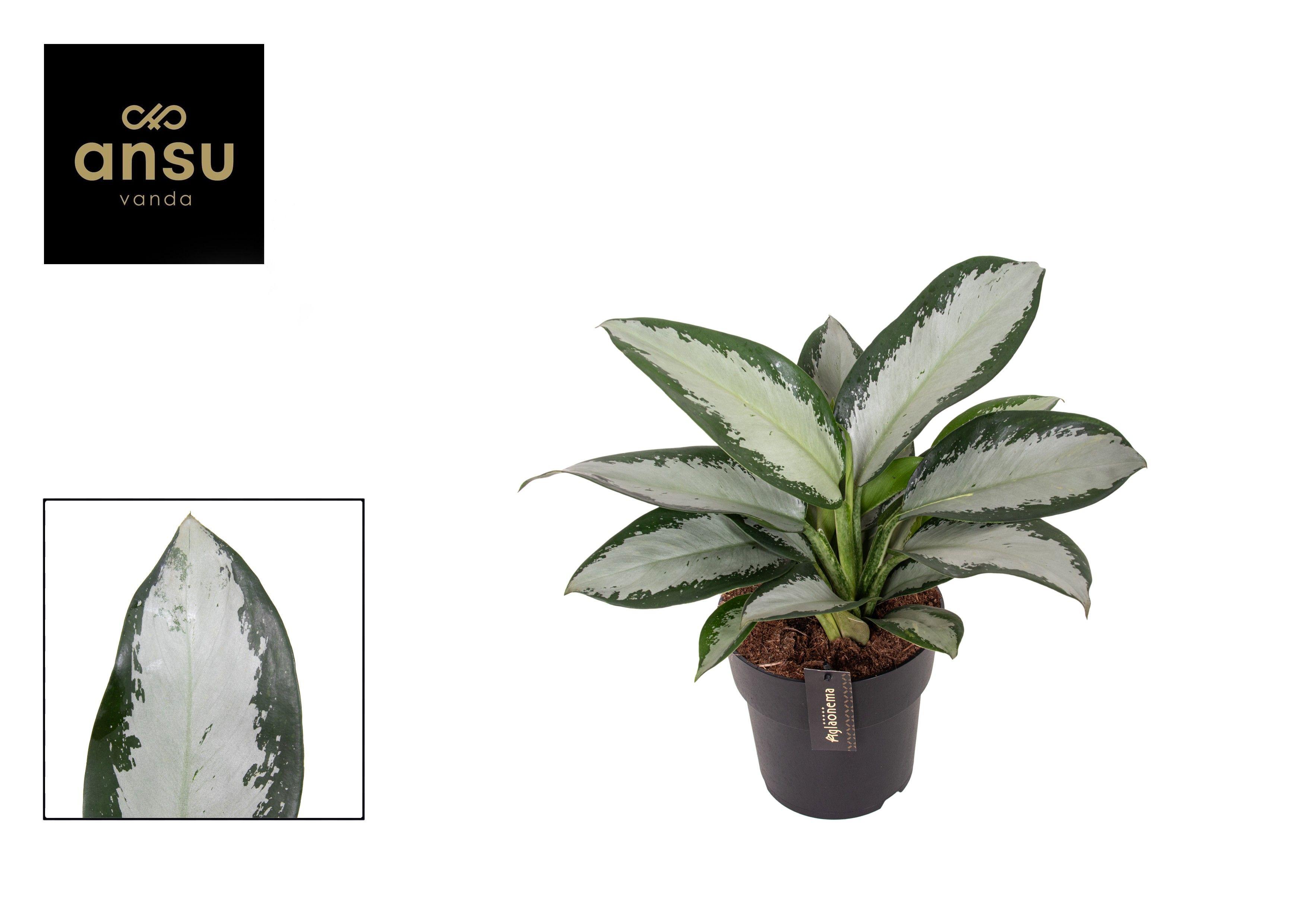 Горшечные цветы и растения оптом Aglaonema Silver Blue от 3шт из Голландии с доставкой по России