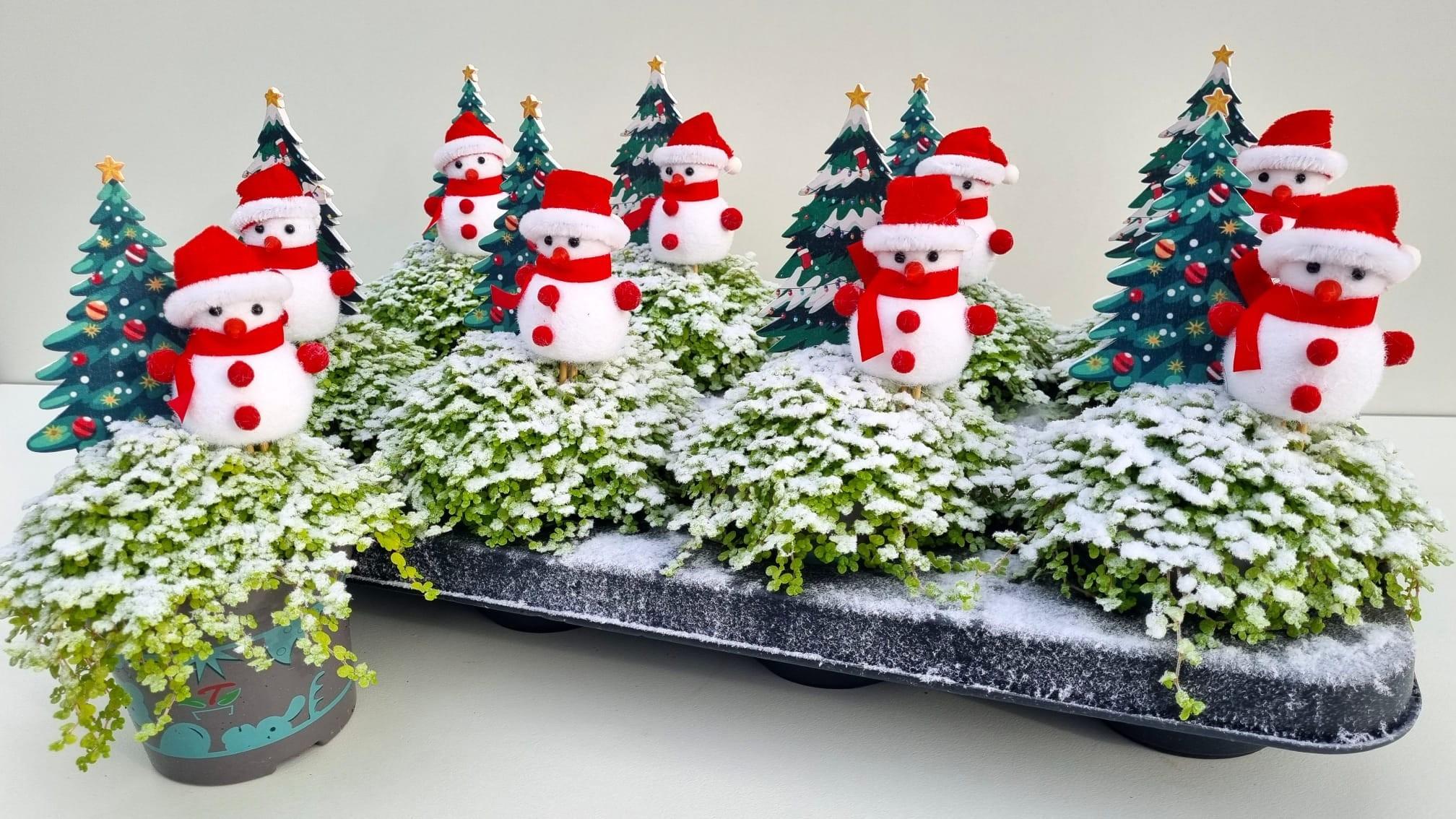 Горшечные цветы и растения оптом Solei Sol Aurea от 8шт из Голландии с доставкой по России