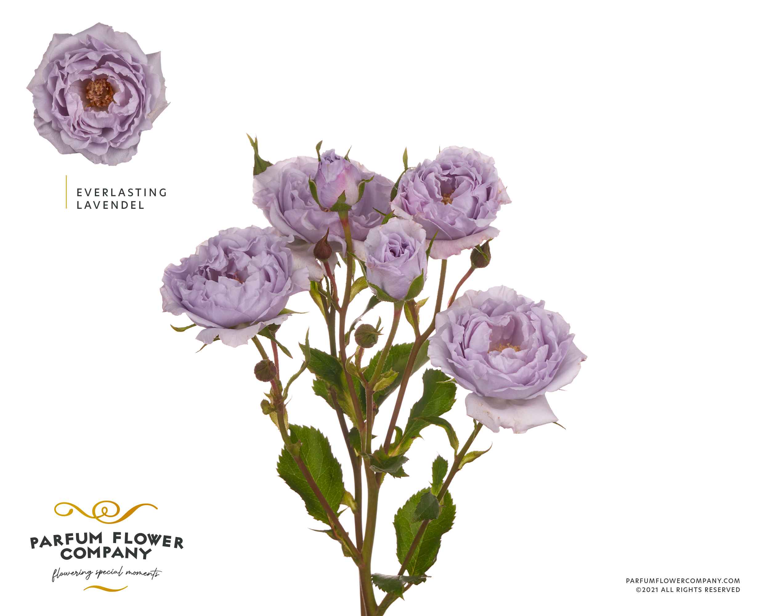 Срезанные цветы оптом Rosa sp garden everlasting lavender от 36шт из Голландии с доставкой по России