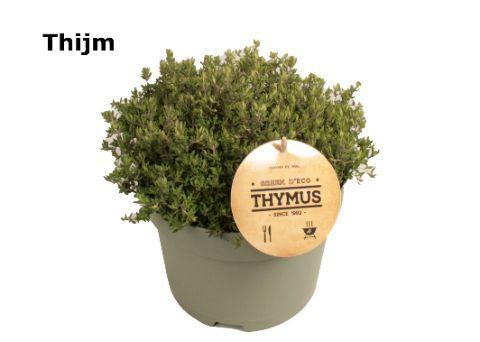 Горшечные цветы и растения оптом Thymus Vulgaris от 3шт из Голландии с доставкой по России