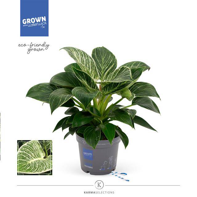 Горшечные цветы и растения оптом Philodendron White Stripe от 4шт из Голландии с доставкой по России