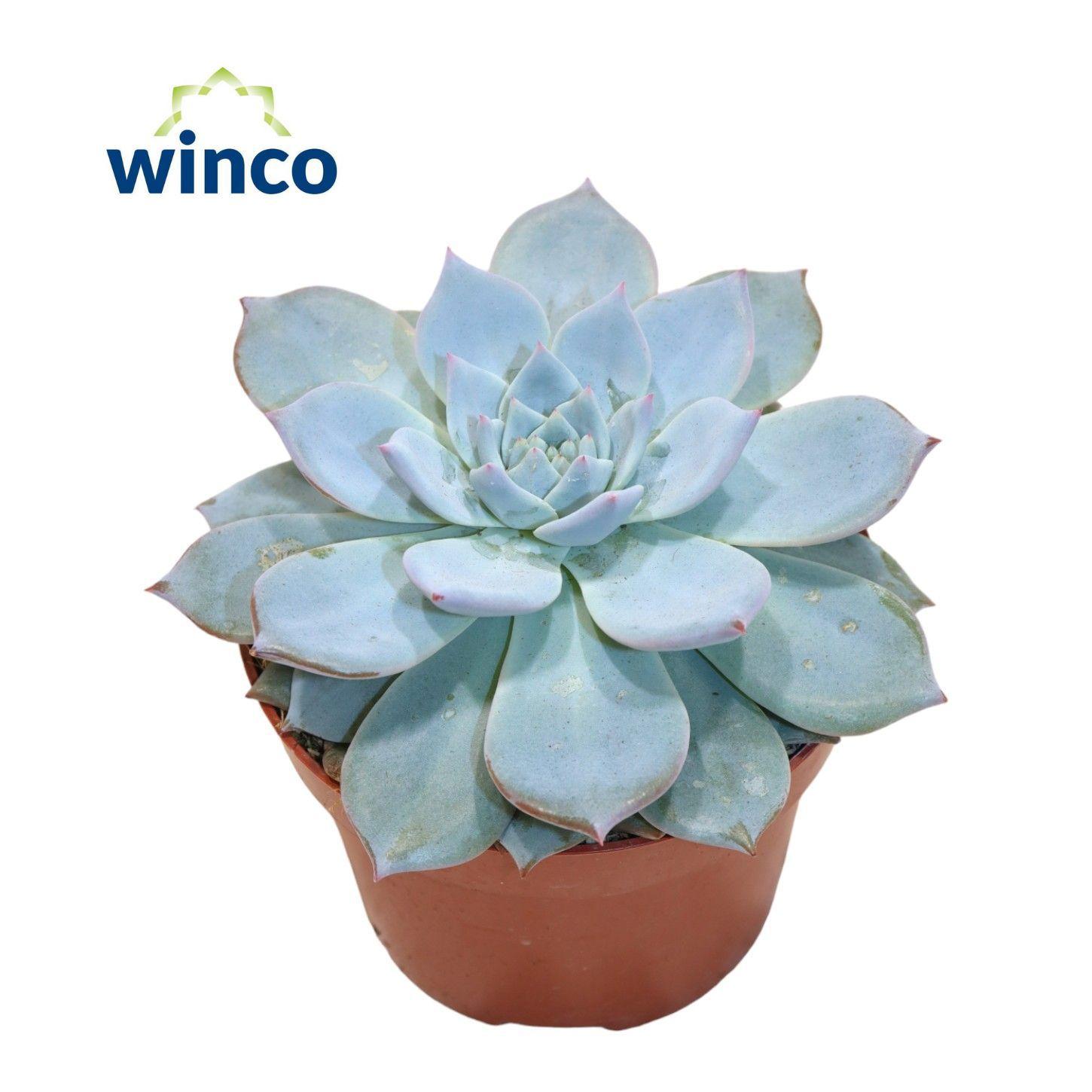 Горшечные цветы и растения оптом Echeveria Blue Bird от 9шт из Голландии с доставкой по России