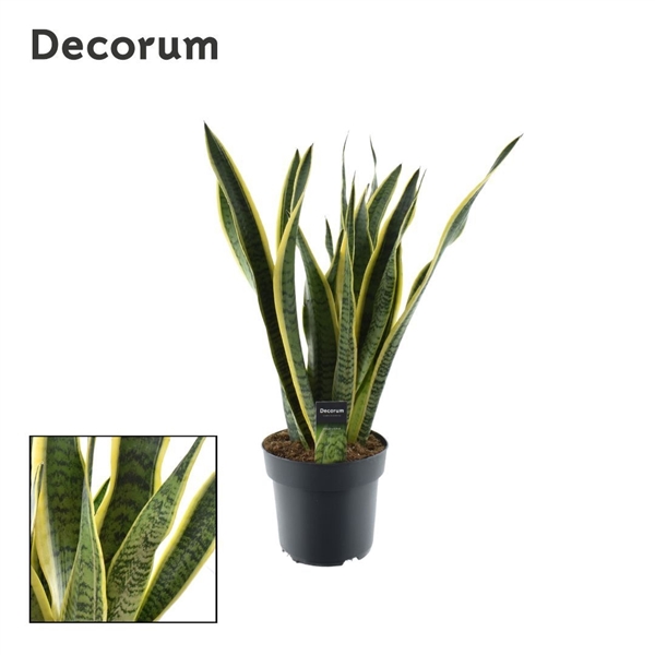 Горшечные цветы и растения оптом Sansevieria Laurentii (decorum) от 1шт из Голландии с доставкой по России