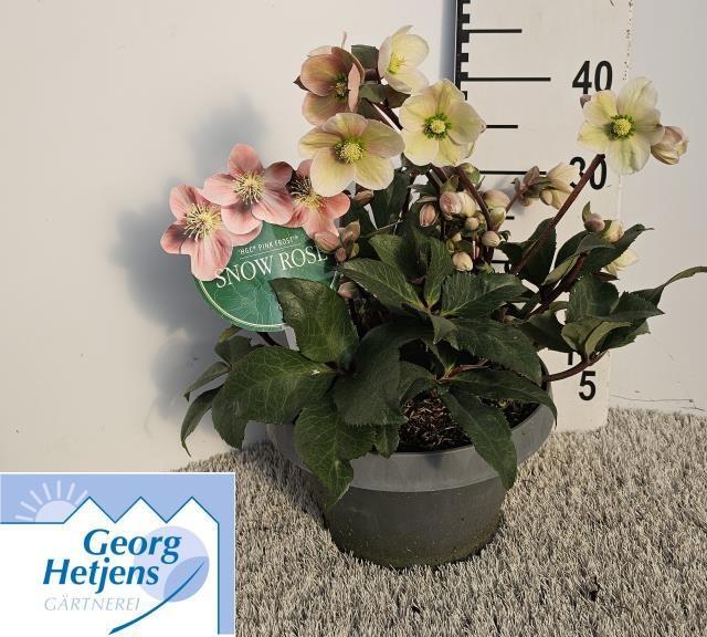 Горшечные цветы и растения оптом Hell Er Hgc Pink Fro от 1шт из Голландии с доставкой по России