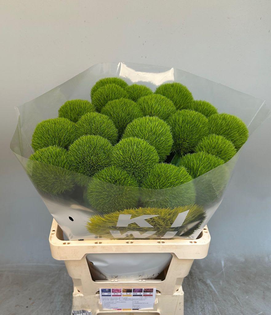 Срезанные цветы оптом Dianthus br kiwi mellow cool от 20шт из Голландии с доставкой по России