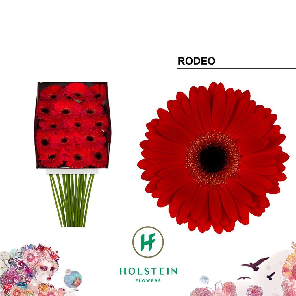 Срезанные цветы оптом Gerbera diamond rodeo от 15шт из Голландии с доставкой по России