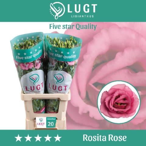 Срезанные цветы оптом Lisianthus do rosita pink от 20шт. из Голландии с доставкой по России