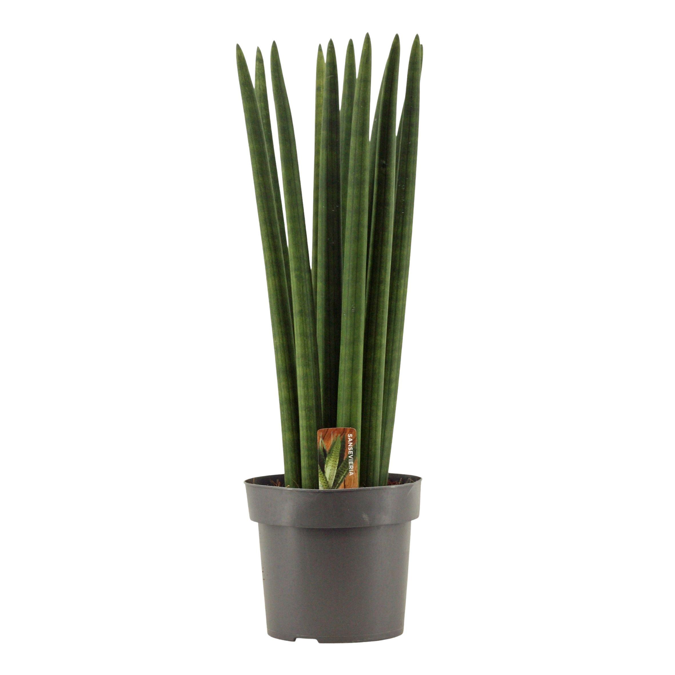 Горшечные цветы и растения оптом Sansevieria Cylindrica Straight от 4шт из Голландии с доставкой по России