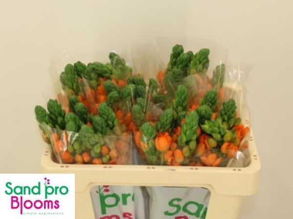 Срезанные цветы оптом Ornithogalum sunray от 50шт из Голландии с доставкой по России Срезанные цветы оптом Ornithogalum sunray от 50шт из Голландии с доставкой по России