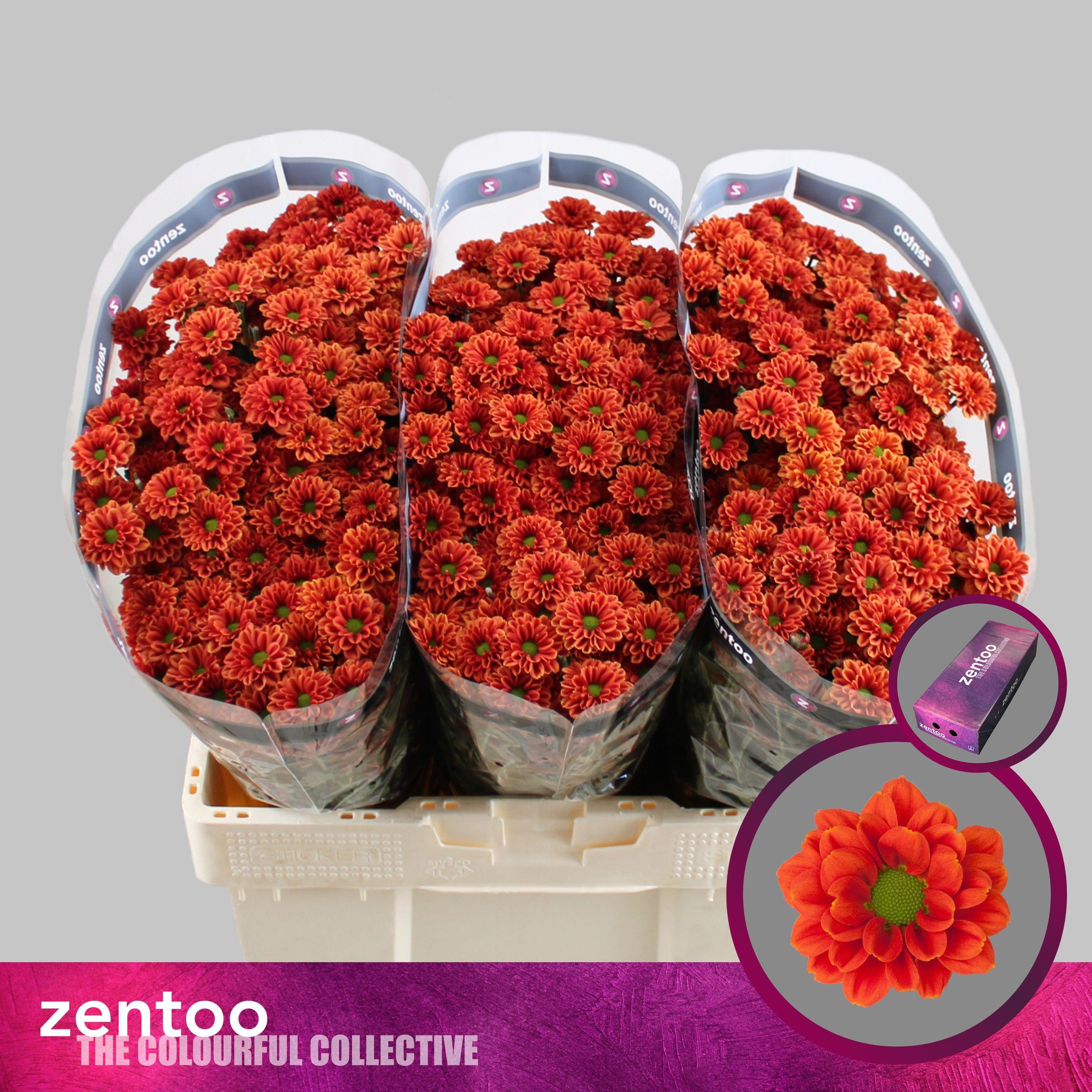 Срезанные цветы оптом Chrys sa melissa от 225шт из Голландии с доставкой по России