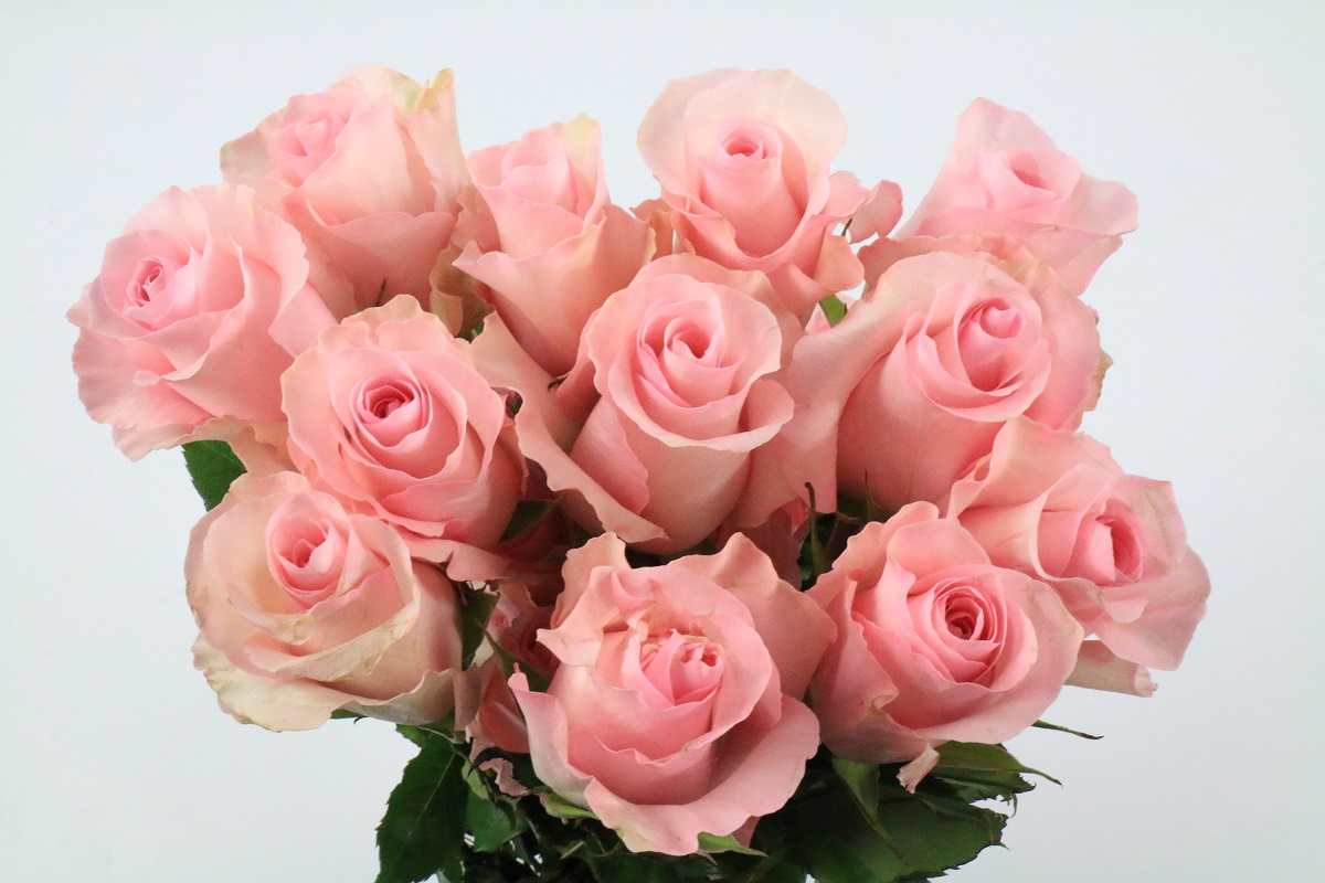 Срезанные цветы оптом Rosa ec christa от 40шт.. из Голландии с доставкой по России