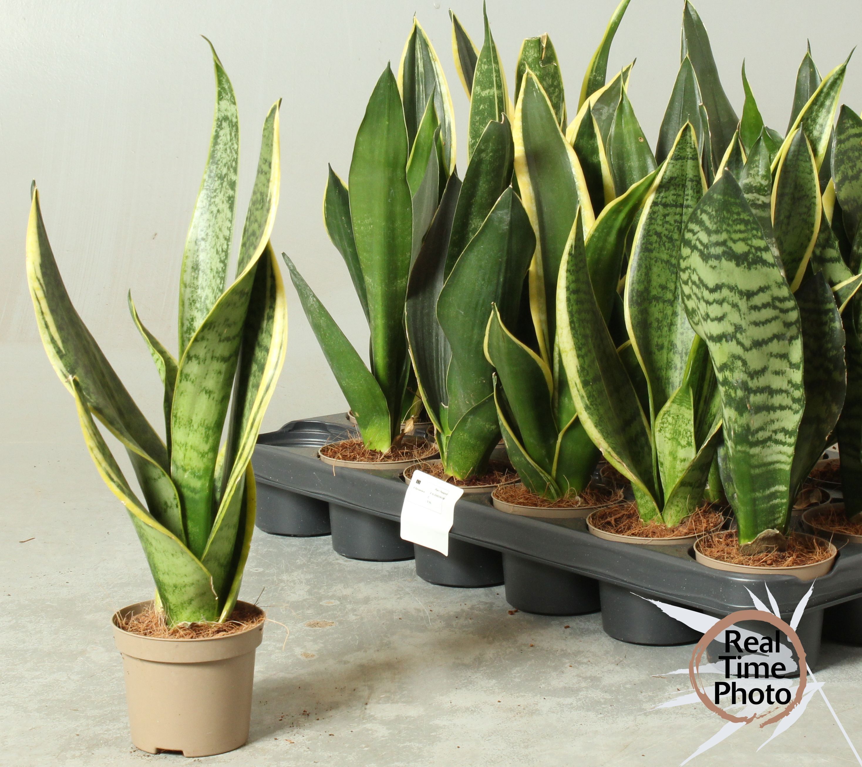 Горшечные цветы и растения оптом Sansev Trifascia  Ov от 18шт (для телеги) из Голландии с доставкой по России