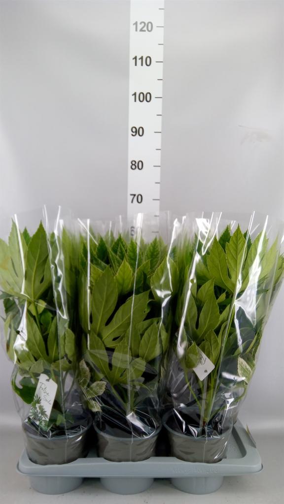 Горшечные цветы и растения оптом Fatsia Japonica variegata от 6шт из Голландии с доставкой по России