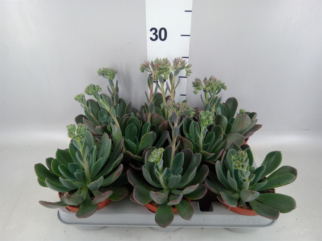 Горшечные цветы и растения оптом Echeveria blue Prince от 8шт из Голландии с доставкой по России