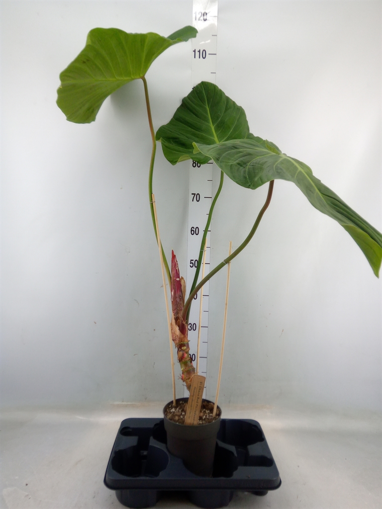 Горшечные цветы и растения оптом Philodendron   ... от 1шт из Голландии с доставкой по России