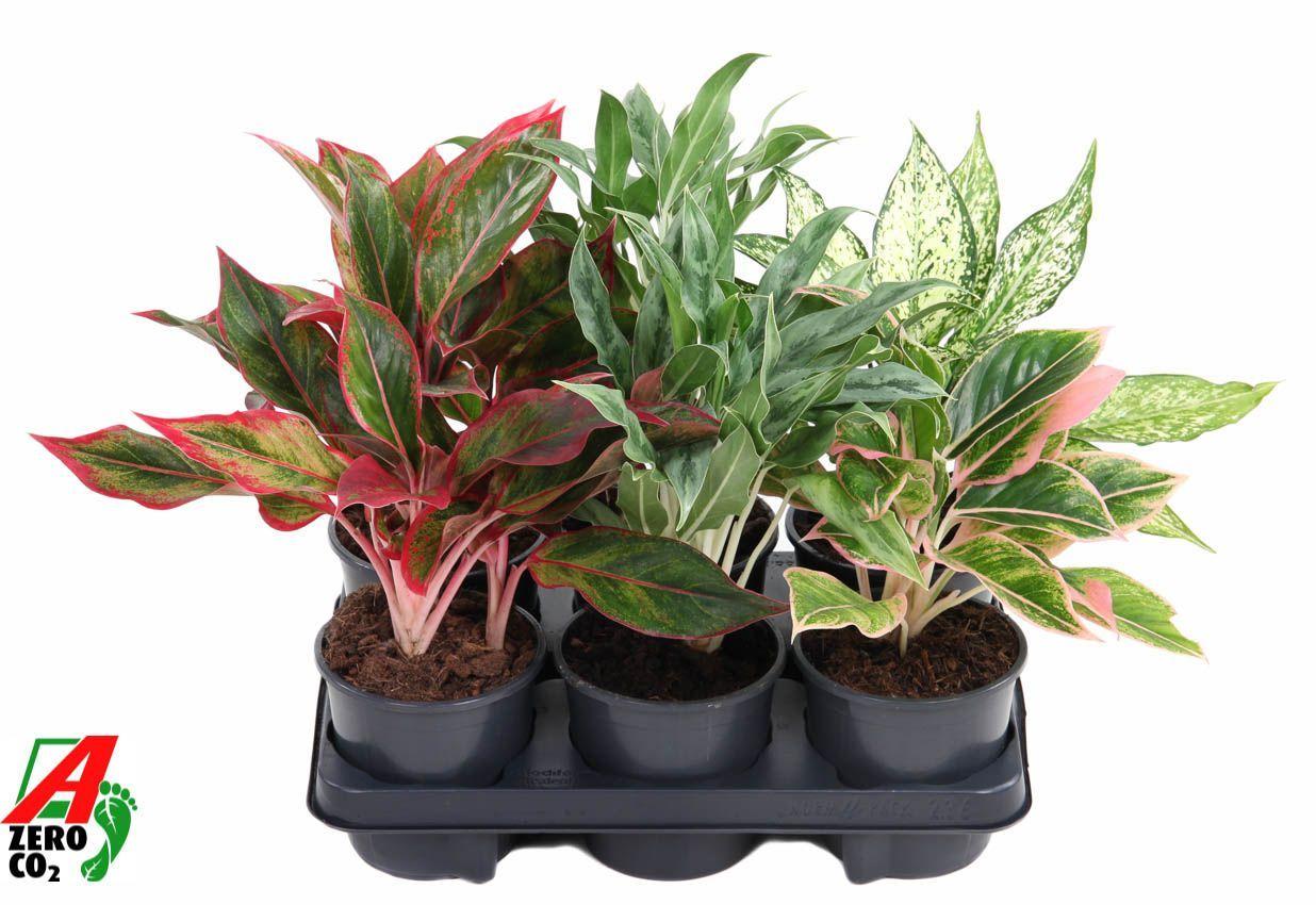 Горшечные цветы и растения оптом Aglaonema Mix (ammerlaan) от 6шт из Голландии с доставкой по России