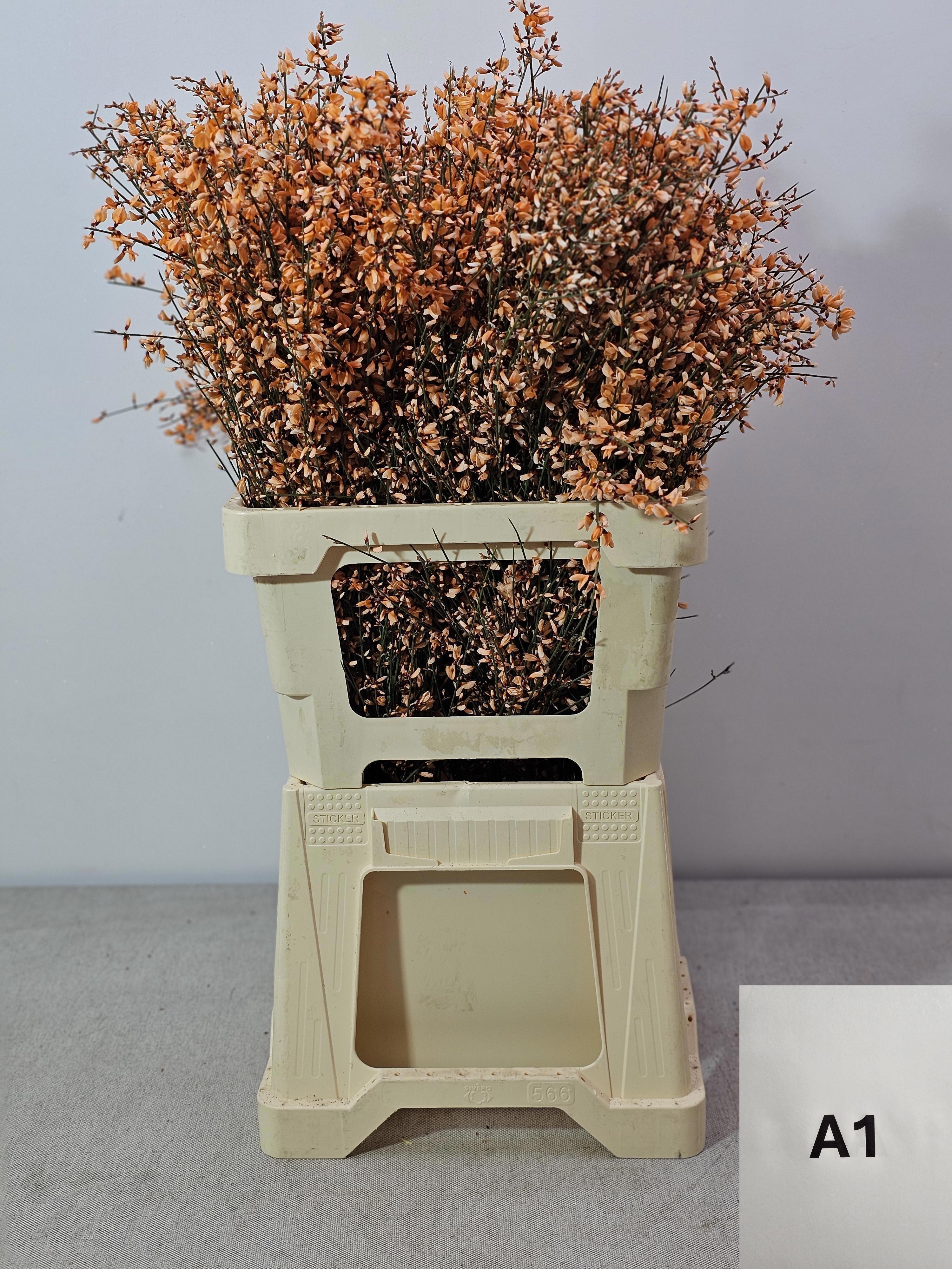 Срезанные цветы оптом Genista paint orange от 10шт из Голландии с доставкой по России