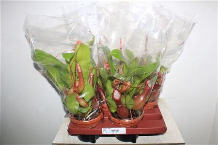 Горшечные цветы и растения оптом Nepenthes Monkey Jars Alata от 4шт из Голландии с доставкой по России