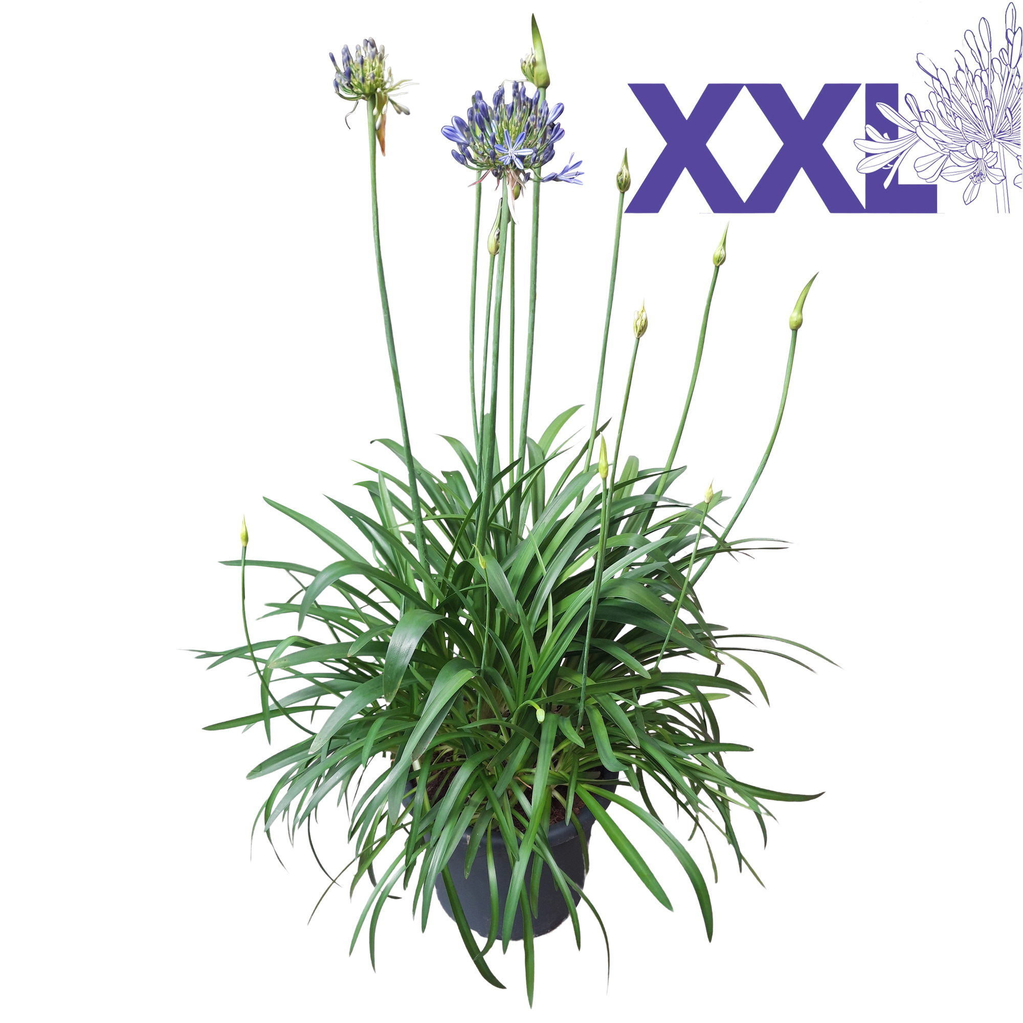Горшечные цветы и растения оптом Agapanthus Blue от 1шт из Голландии с доставкой по России