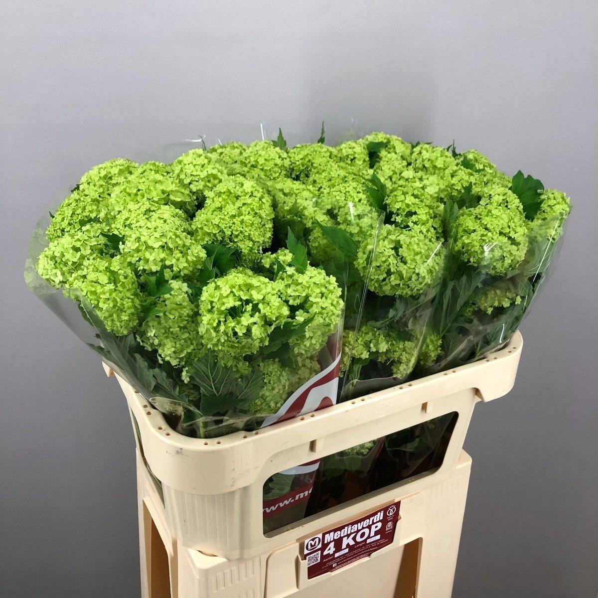 Срезанные цветы оптом Viburnum roseum от 30шт из Голландии с доставкой по России