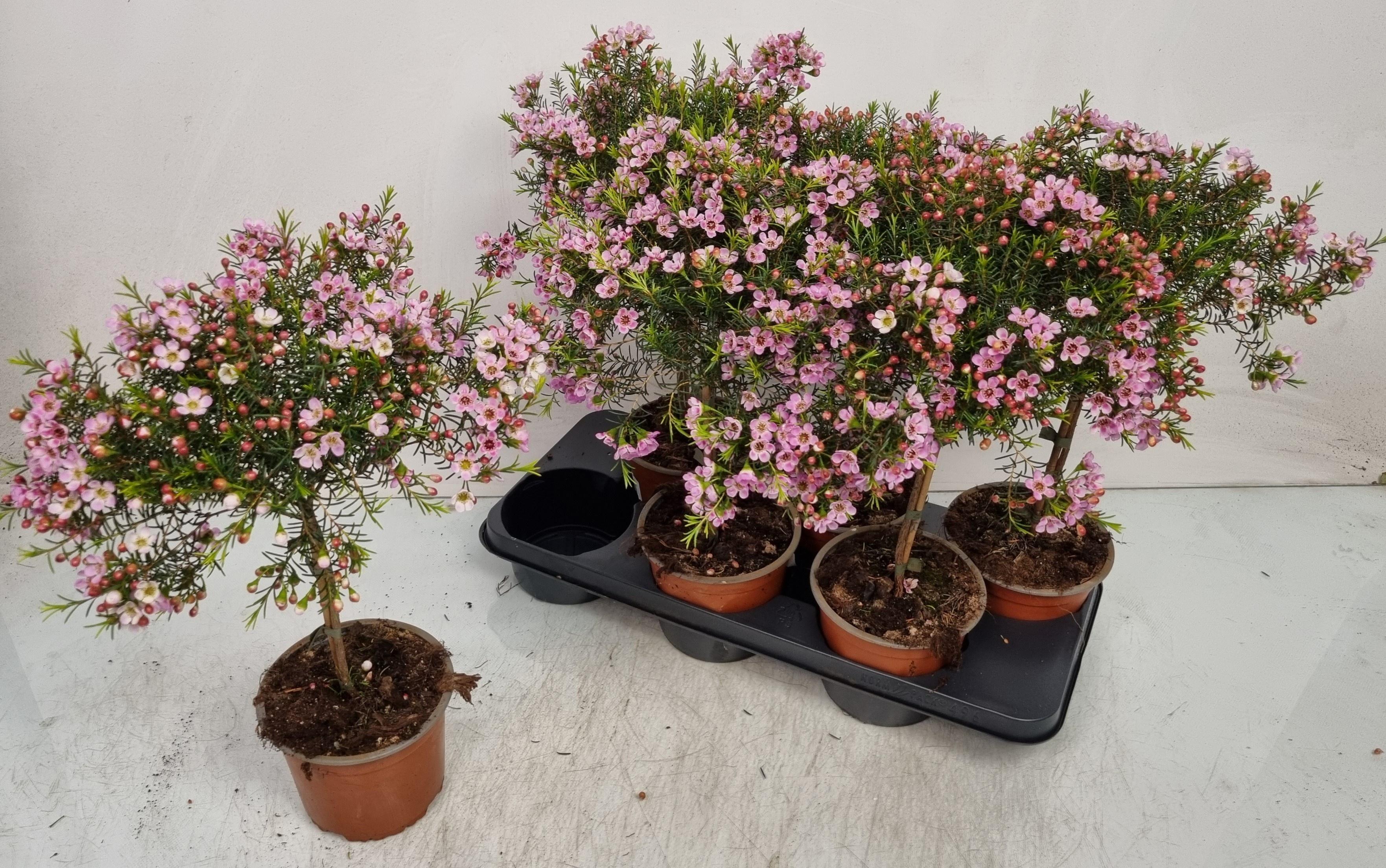 Горшечные цветы и растения оптом Chamel U Ov от 6шт из Голландии с доставкой по России