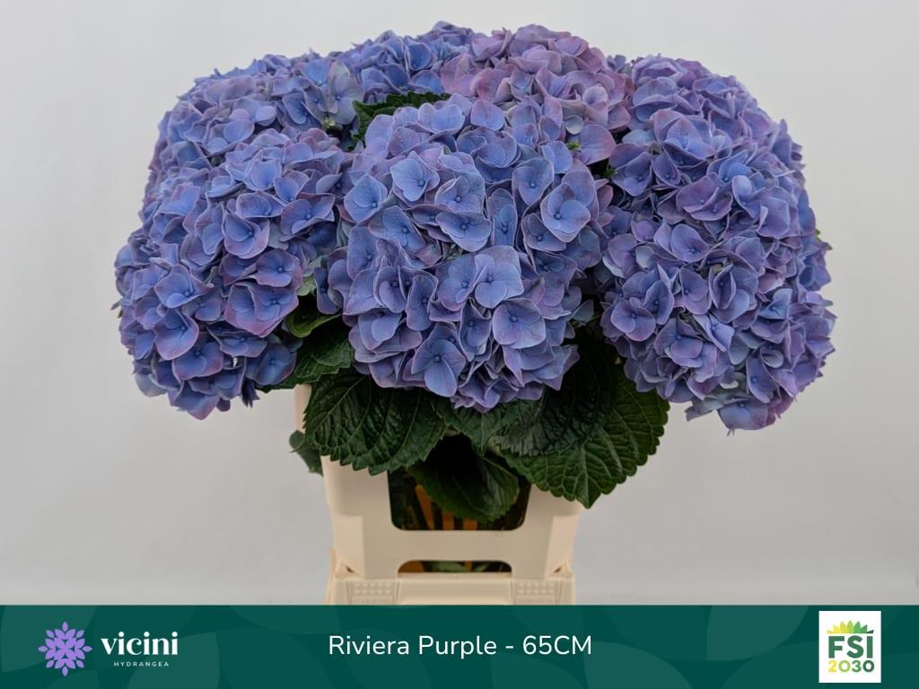 Срезанные цветы оптом Hydrangea my beautiful riviera от 10шт.. из Голландии с доставкой по России